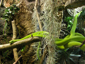 Фото Узкоголовая мамба