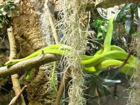 Фото Узкоголовая мамба