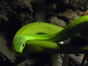 Узкоголовая мамба