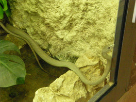 Смотреть фото Чёрная мамба Фото Чёрная мамба