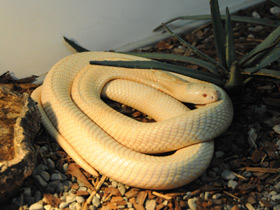 Смотреть фото Моноклевая кобра Фото Моноклевая кобра