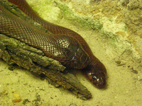 Смотреть фото Мозамбикская кобра Фото Мозамбикская кобра