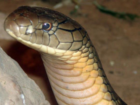 Смотреть фото Самые опасные змеи Фото Самые опасные змеи