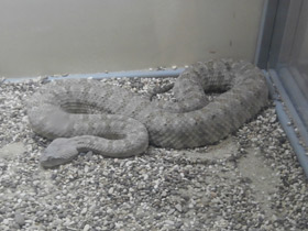 Фото Персидская гадюка