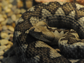 Фото Носатая гадюка