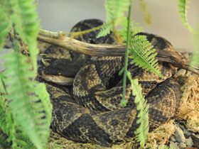 Фото Нуратинская гюрза