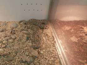 Фото Нуратинская гюрза