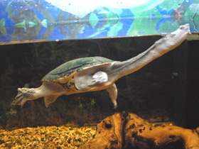 Фото Восточная астралийская змеиношейная черепаха