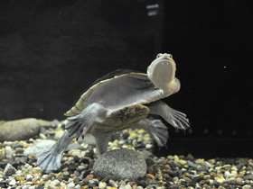 Фото Восточная астралийская змеиношейная черепаха