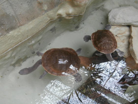 Смотреть фото Змеиношейная черепаха МакКорди Фото Змеиношейная черепаха МакКорди