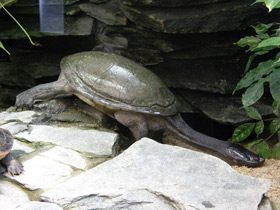 Смотреть фото Змеиношейная черепаха Зибенрока Фото Змеиношейная черепаха Зибенрока