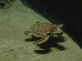 Фото Логгерхед