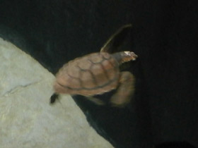 Фото Логгерхед