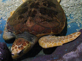 Фото Логгерхед