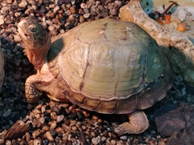 Смотреть фото Каролинская коробчатая черепаха Фото Каролинская коробчатая черепаха
