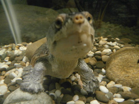 Фото Головастая иловая черепаха