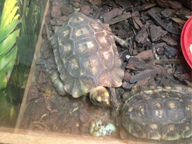 Фото Гладкая киникса