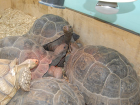 Фото Слоновая черепаха