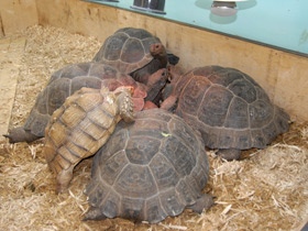 Фото Слоновая черепаха