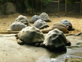 Фото Слоновая черепаха