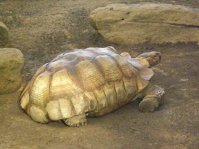 Фото Слоновая черепаха