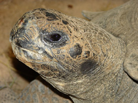 Фото Слоновая черепаха