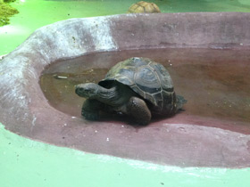 Фото Слоновая черепаха