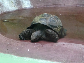 Фото Слоновая черепаха