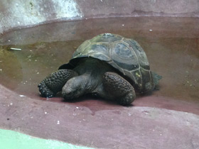 Фото Слоновая черепаха