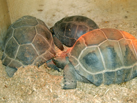 Фото Сейшельская черепаха