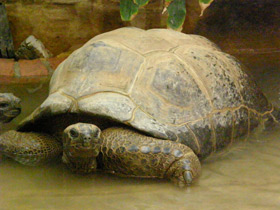 Фото Сейшельская черепаха