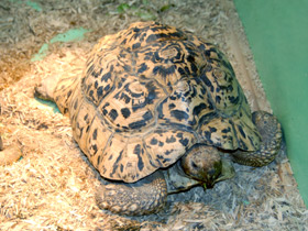 Фото Пантеровая черепаха