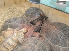Смотреть фото Шпороносная черепаха Фото Шпороносная черепаха