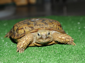 Эластичная черепаха