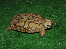 Смотреть фото Эластичная черепаха Фото Эластичная черепаха