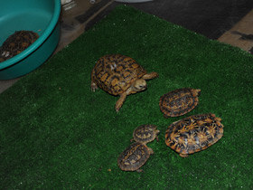 Смотреть фото Эластичная черепаха Фото Эластичная черепаха