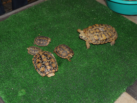 Смотреть фото Эластичная черепаха Фото Эластичная черепаха