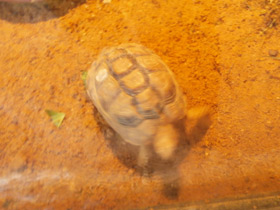 Смотреть фото Египетская черепаха Фото Египетская черепаха