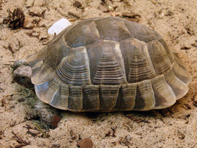 Смотреть фото 10 интересных фактов о черепахах Фото 10 интересных фактов о черепахах